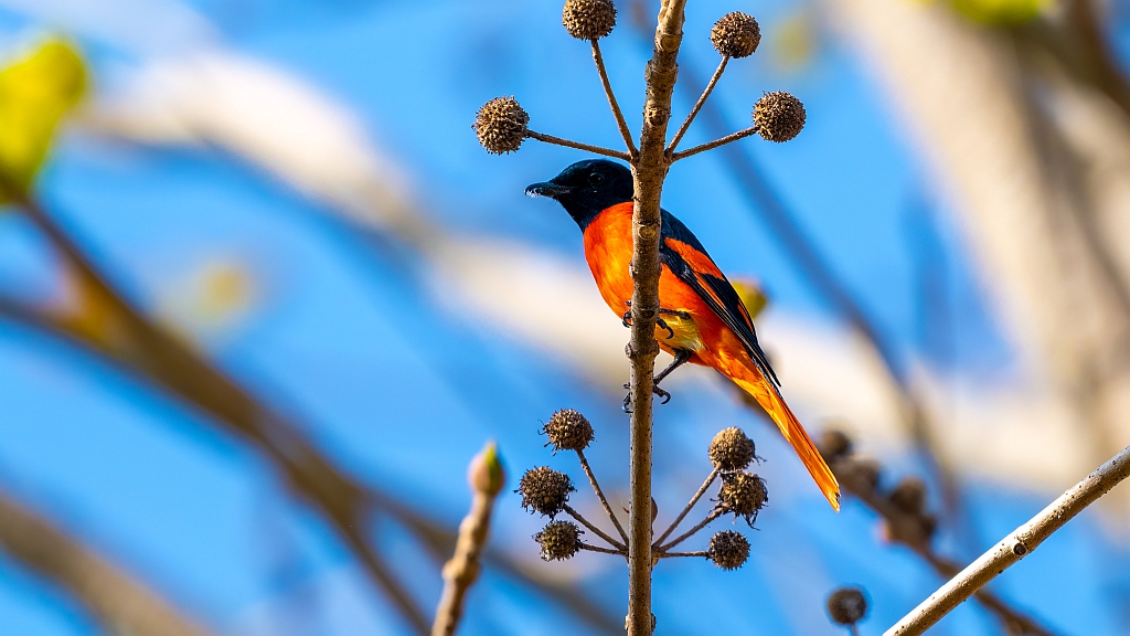 Orange Minivet